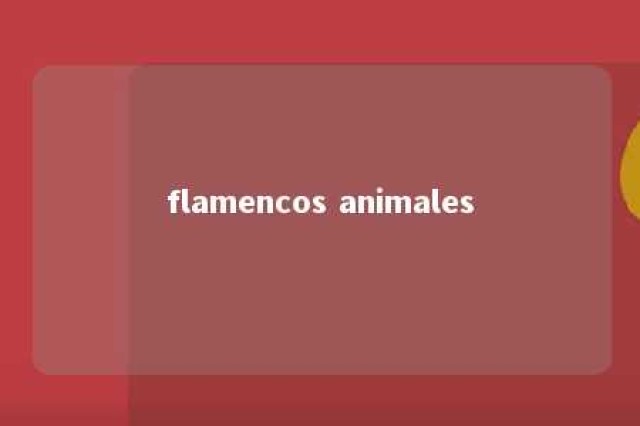 flamencos animales 