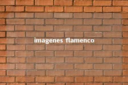 imagenes flamenco